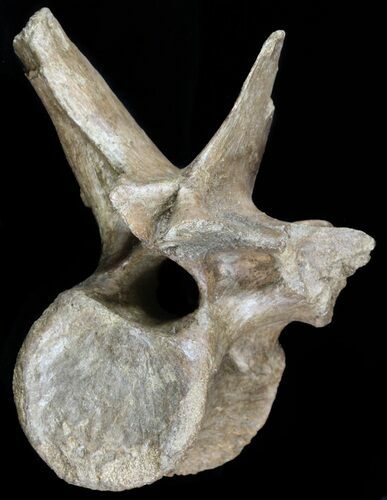 Thescelosaurus Vertebrae With Much Of Process Intact #54908